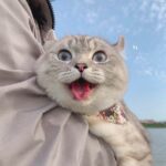 木木的加菲猫的头像-ACG家园网